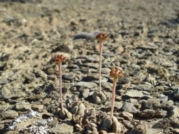 Crassula tecta never learnt what can't be done